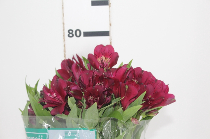 <h4>ALSTROEMERIA POMPEII 080 CM</h4>