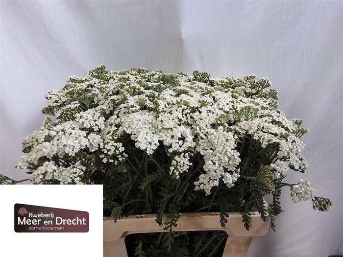 <h4>Achil M White Beauty</h4>
