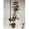 Acer palmatum 'Trompenburg'