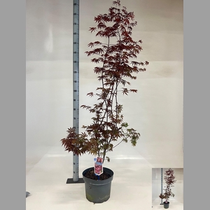 ACER PA TROMPENBURG