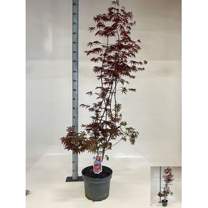ACER PA TROMPENBURG