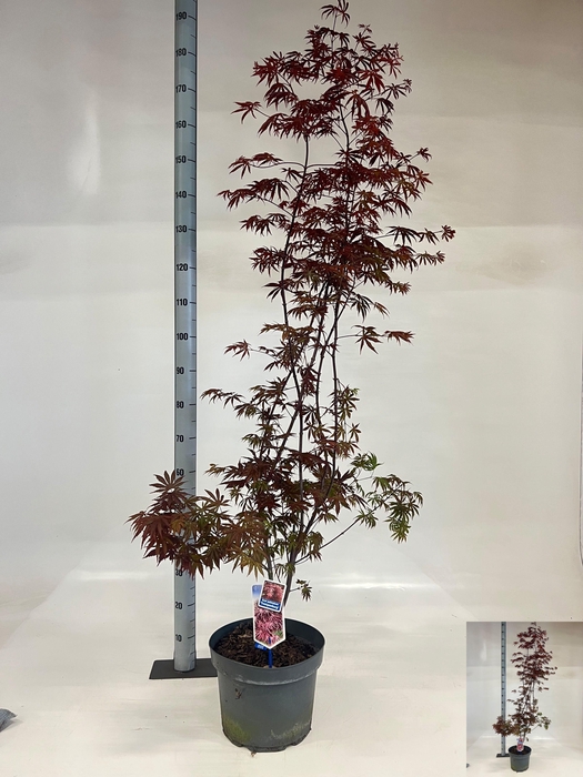 <h4>ACER PA TROMPENBURG</h4>