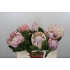Protea Cynaroides