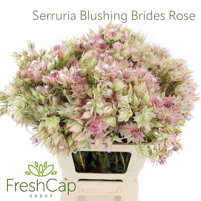 <h4>Serruria Blushing Brides Rose 6-9 Flwrs</h4>