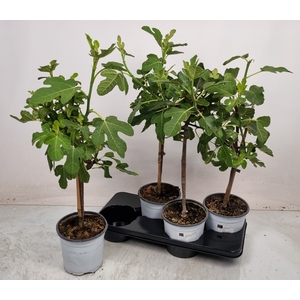 FICUS CARICA