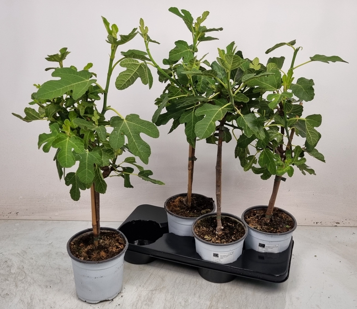 <h4>FICUS CARICA</h4>
