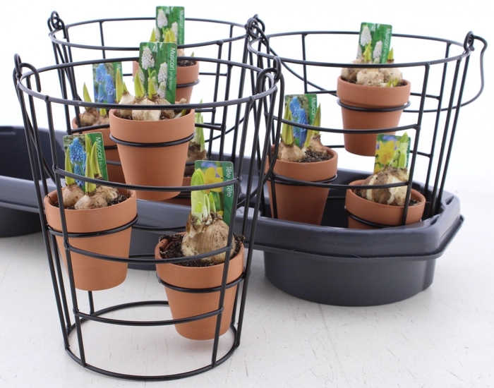 Bolbloemen Ov In Metal Hanging Basket