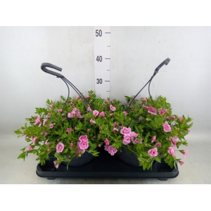 Calibrachoa   ...mix