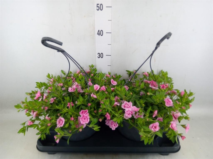 <h4>Calibrachoa   ...mix</h4>