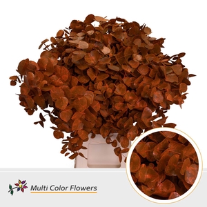 Eucalyptus cinerea Frost Oranje