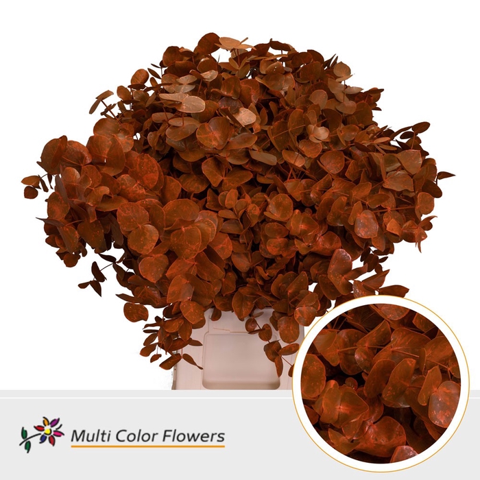 <h4>Eucalyptus cinerea Frost Oranje</h4>