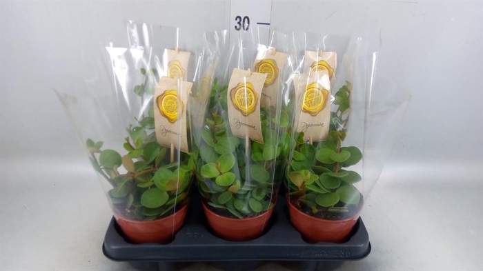 <h4>Peperomia tetraphylla 'Hope'</h4>