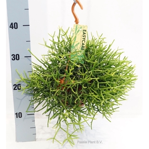 Rhipsalis heteroclada 'Easy Clada'