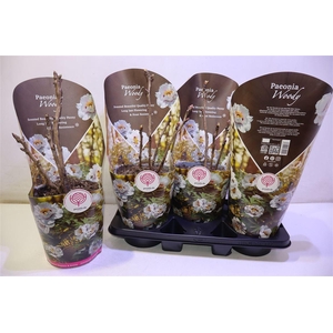 arr8 Paeonia Suffruticosa Tree Woody