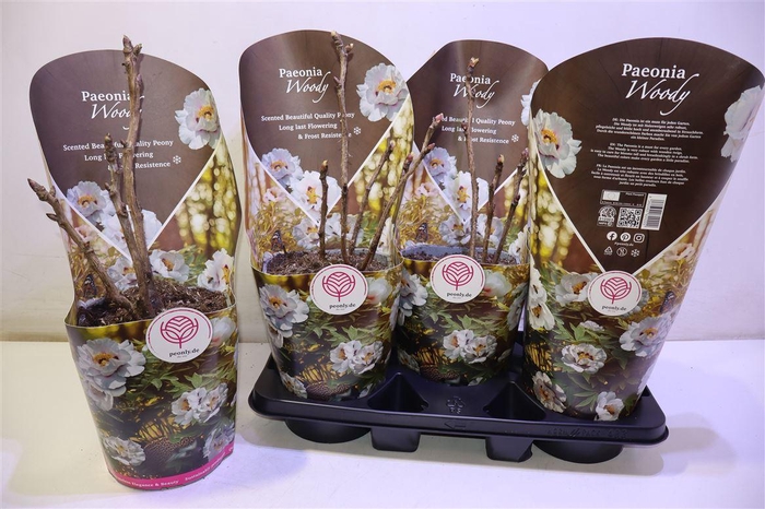 <h4>Paeonia Suffruticosa Tree Woody</h4>