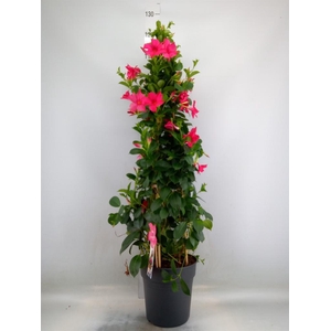 Mandevilla sand. 'SumStar Pink'