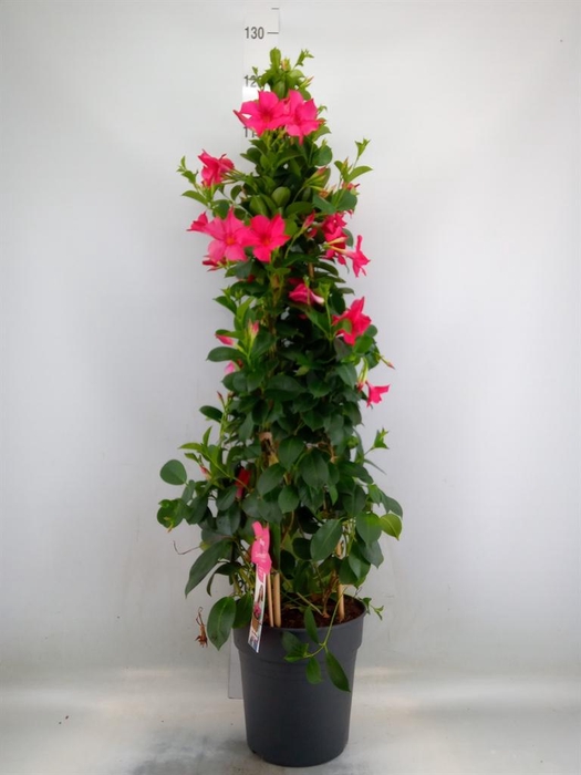 <h4>Mandevilla sand. 'SumStar Pink'</h4>