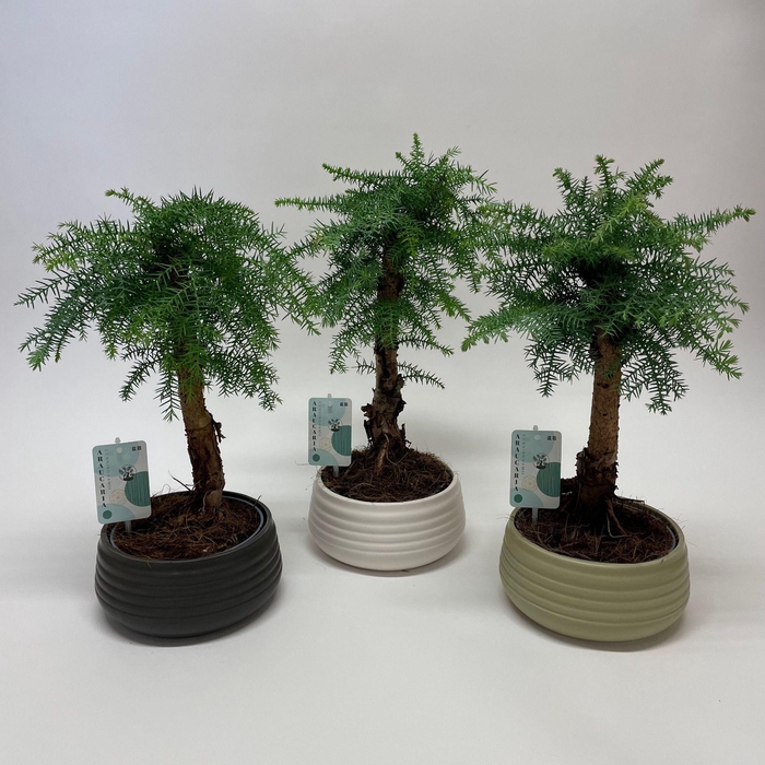 <h4>Araucaria Cunninghamii Bonsai 'Spiral' 19 cm</h4>