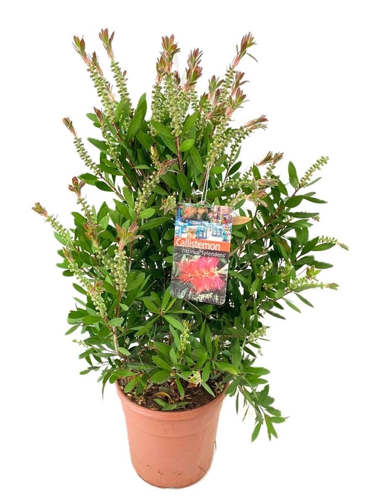 <h4>Callistemon laevis</h4>