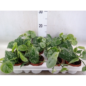 Scindapsus pictus 'Silvery Ann'