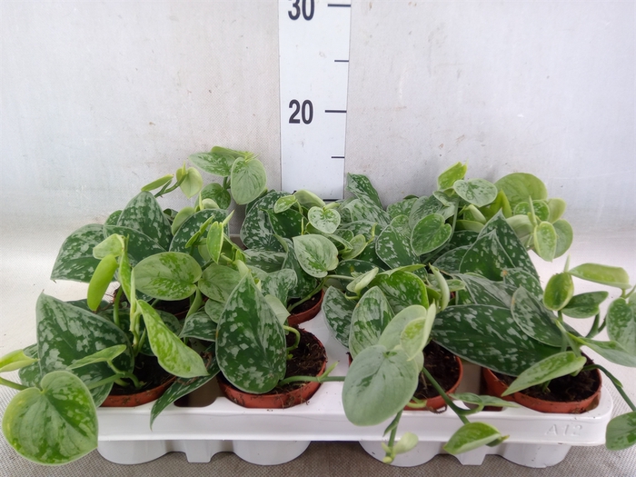 <h4>Scindapsus pictus 'Silvery Ann'</h4>
