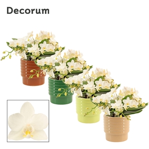 Phalaenopsis Table Whitney 4+ tak in Naemi (Natural bubble-colle