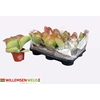 KALANCHOE THYRSIFL
