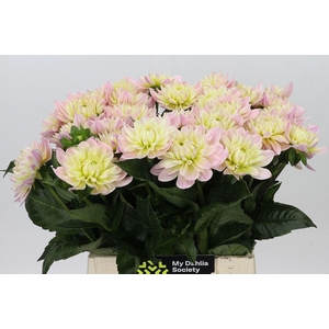 DAHLIA DE 'DIANA'S MEMORY'
