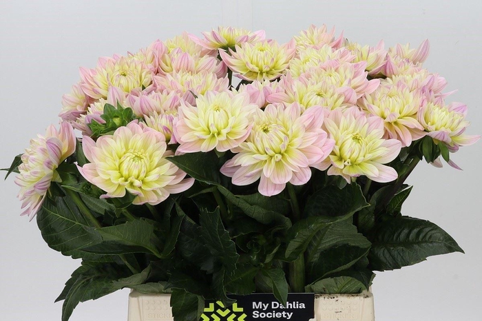 <h4>DAHLIA DE 'DIANA'S MEMORY'</h4>