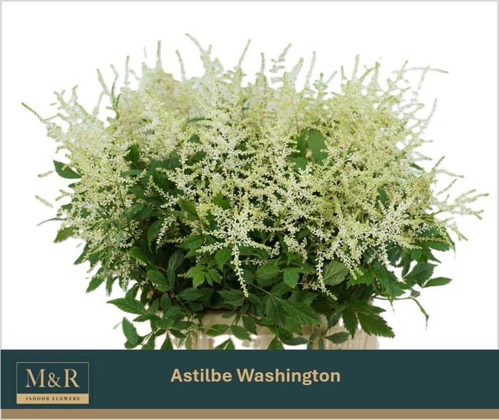 <h4>ASTIL JA WASHINGTON</h4>