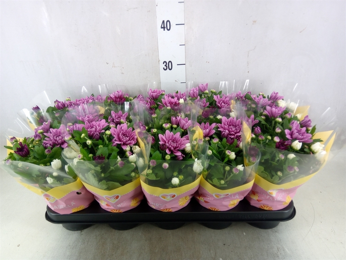 <h4>Chrysanthemum   ..mix/pot</h4>