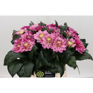 Dahlia Annamarie
