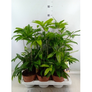 Dracaena surculosa