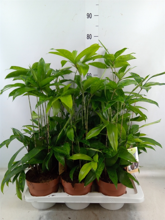 <h4>Dracaena surculosa</h4>