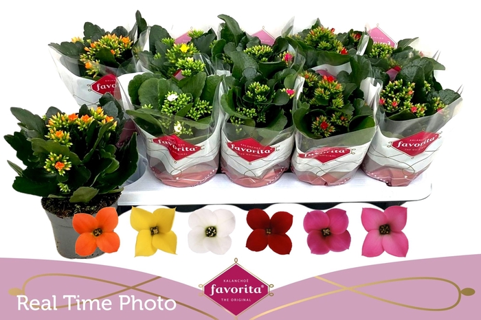 <h4>Kal En Gem 6 Kl</h4>