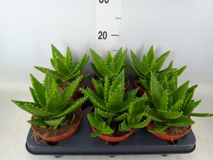 <h4>Aloe perfoliata</h4>