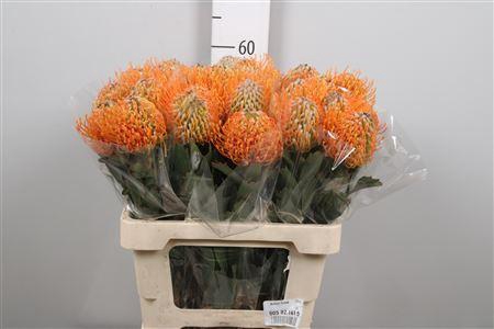 <h4>Leuco Soleil</h4>