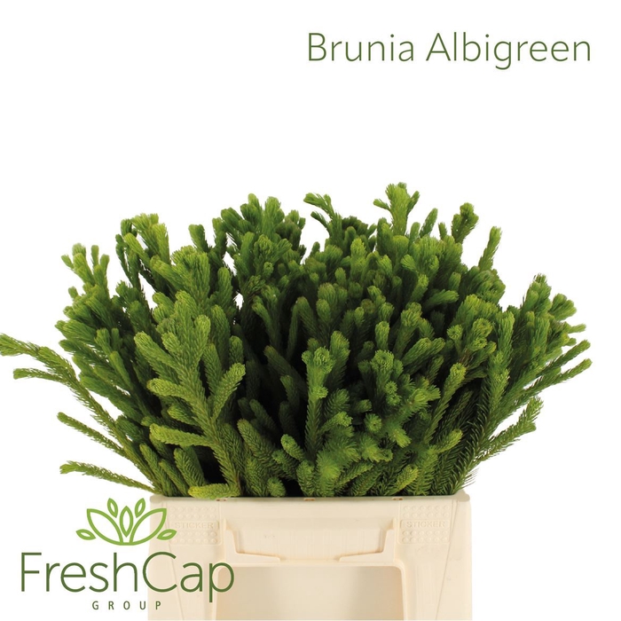 Brunia Albigreen