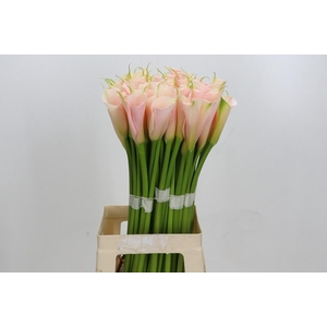 Zantedeschia Eydolls Salmon