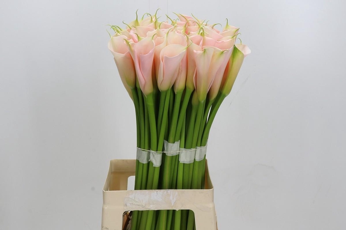Zantedeschia Eydolls Salmon