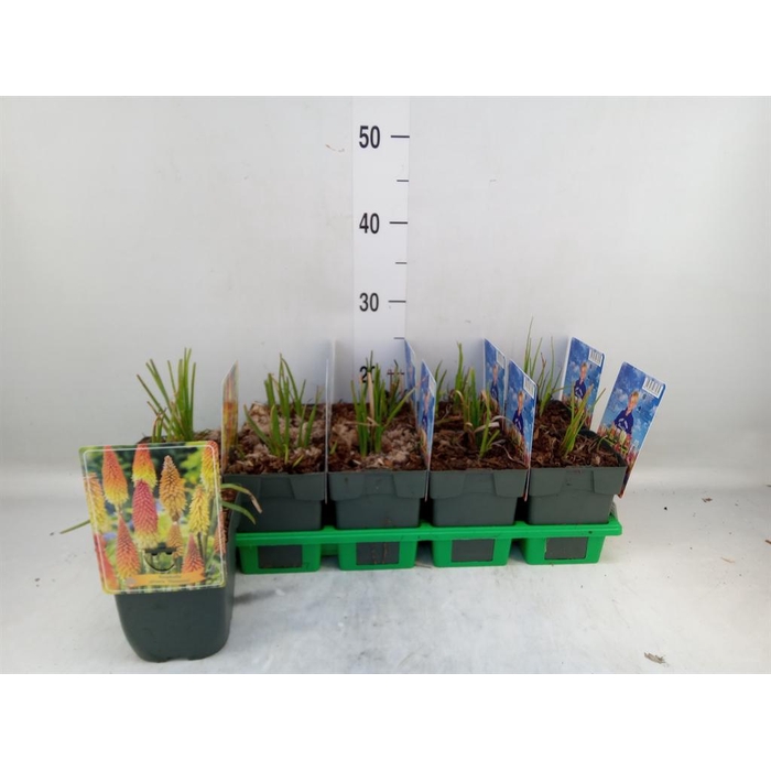 <h4>Kniphofia   ...</h4>