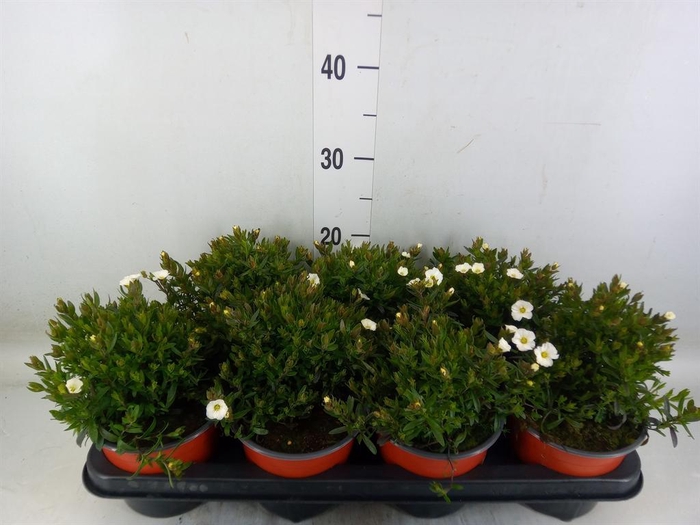 <h4>Arenaria montana</h4>