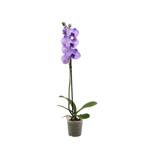 Phal I Am Purple Heart 1T9+ (24 uur levertijd)