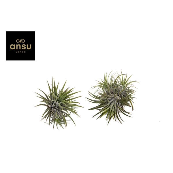 <h4>Tillandsia ionantha</h4>