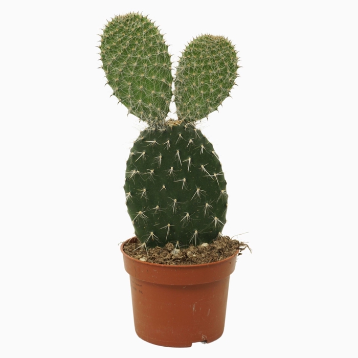 <h4>Opuntia</h4>