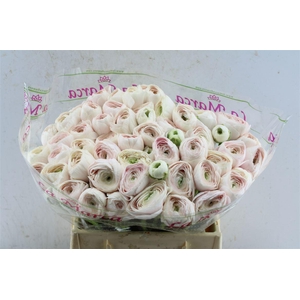 Ran Kloon Extra Hanoi