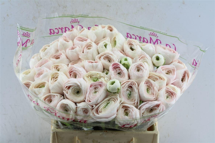 <h4>Ran Kloon Extra Hanoi</h4>