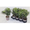 ** Nerium Oleander Mix * Spring Deal *