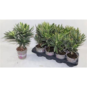 Nerium Oleander Ov