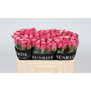 R Gr Ov Rosa Romanza